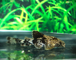 Erethistes Hara M