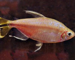 Hemigrammopetersius Caudalis S/M