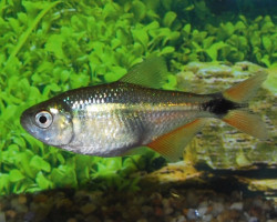 Hemigrammus Caudovittatus L