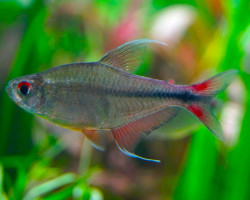 Hemigrammus Filamentosus  L