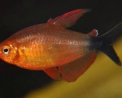 Hyphessobrycon Peugeoti S