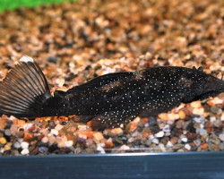 L213 Ancistrus Sp. S