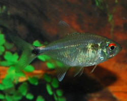 Hemigrammus Ocellifer S