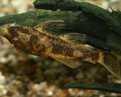 Lda016 Ancistrus Sp.  M