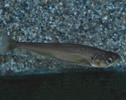 Hydrolycus Scomberoides L