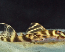 Hypancistrus Sp. L270 M