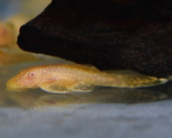 Ancistrus Dolichopterus Albino M