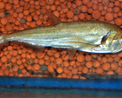 Hydrolycus Tatauaia  L