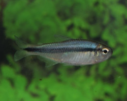 Hyphessobrycon Sp. Blue Ribbon M