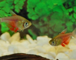 Hyphessobrycon Flammeus Orange S/M