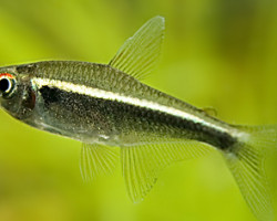 Hyphessobrycon Herbertaxelrodi S/M