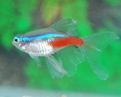 Paracheirodon Innesi "Long Fin" L