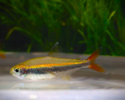 Hyphessobrycon Loretoensis M