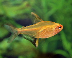 Hyphessobrycon Pulchripinnis M/L