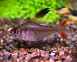 Hyphessobrycon Robertsi M