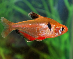 Hyphessobrycon Serpae M/L