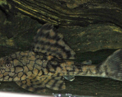 L037 Hypostomus Faveolus L