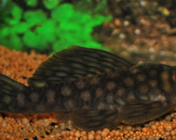 L020 Spectracanthicus Zuanoni  M