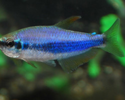 Inpaichthys Kerri S/M