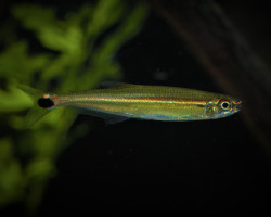 Iguanodectus Adujai M