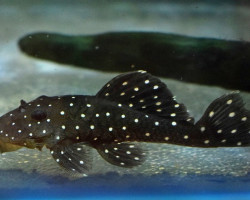 L030 Spectracanthicus Punctatissimus S