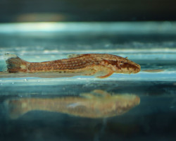 Parotocinclus Maculicauda L