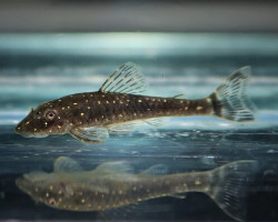 Parotocinclus Haroldoi S/M