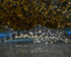 Peckoltia Lujani L127 M
