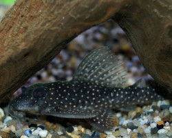 L404 Hypancistrus Margaritatus L