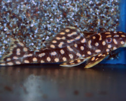 L082 Scobiancistrus Sp. S
