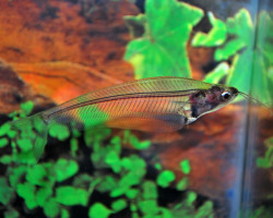Kryptopterus Bicirrhis S/M