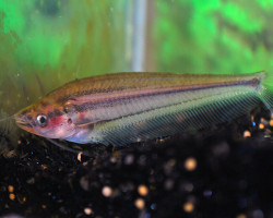 Kryptopterus Macrocephalus Xl