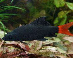 Epalzeorhynchos Bicolor M/L