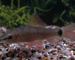 Epalzeorhynchos Frenatus M/L