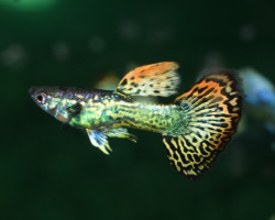 Guppy  Dumbo Ear Mosaic Maschio M