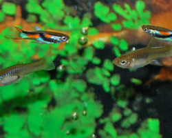 Guppy  Wingei (Maschi E Femmine) M