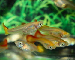 Guppy Mix Femmina Xl