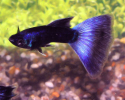 Guppy Moscow Blue Maschio S/M