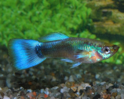 Guppy Neon Blue Maschio M/L