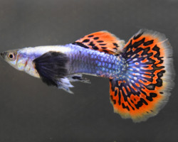 Guppy Dumbo Ear Blue Mosaic Maschio S/ S/M