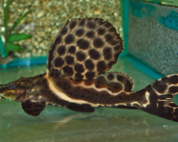 Leiarius Pictus L