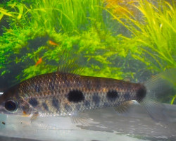 Leporinus Friderici S