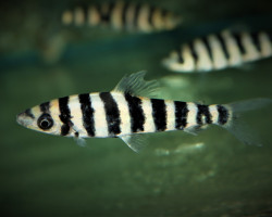 Leporinus Affinis S