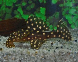 L029 Leporacanthicus Galaxias M