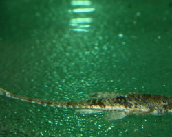 Rineloricaria Parva  L