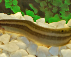 Macrognatus Aral Xl