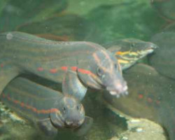 Mastacembelus Erythrotaenia Xxl