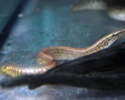 Mastacembelus Liberiensis M