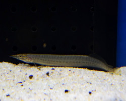 Macrognathus Pancalus S/M