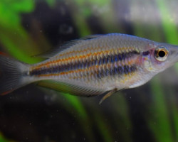 Melanotaenia Trifasciata Xl